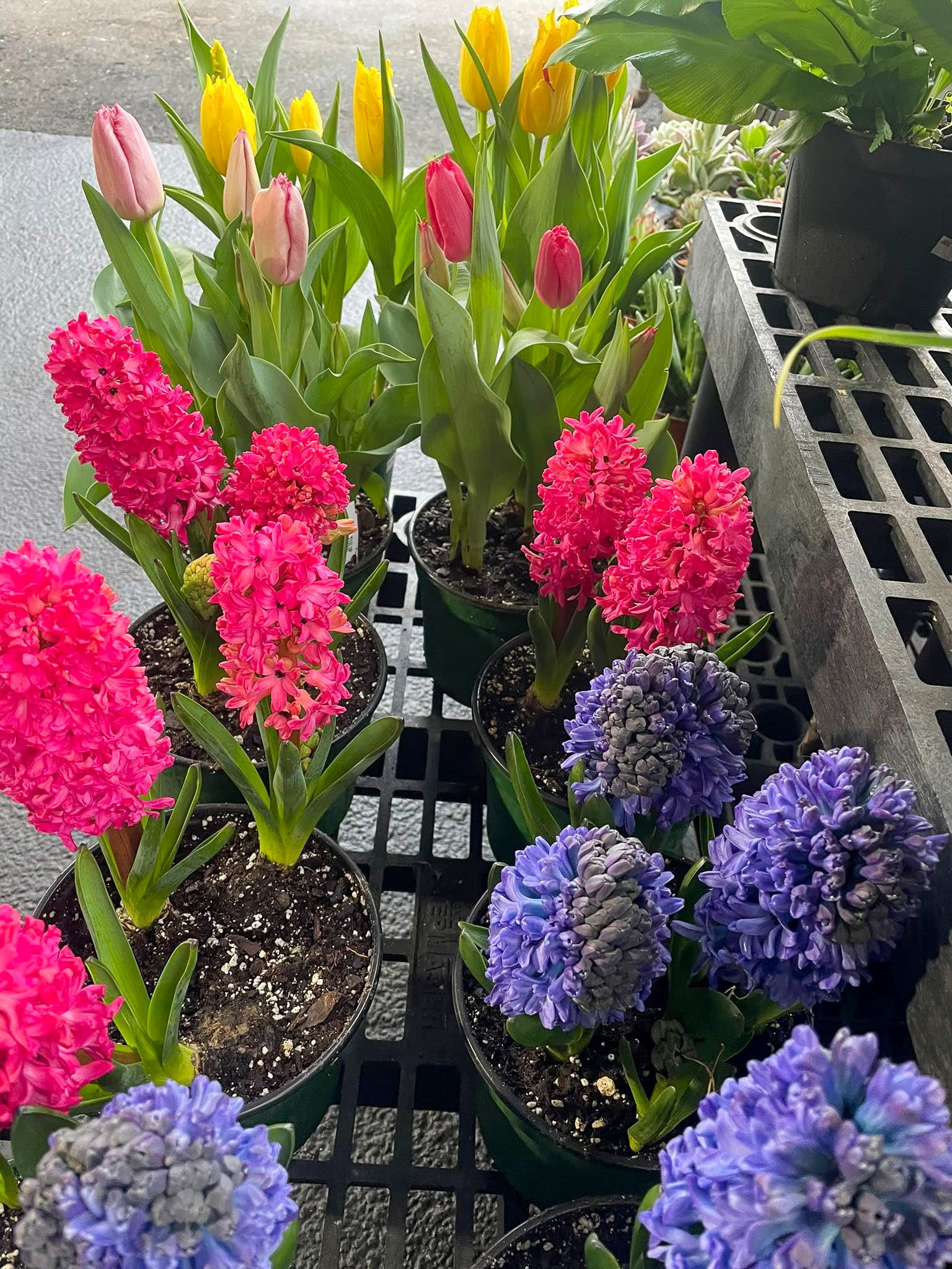 Purple, pink and yellow, the garden center is blooming at Ace Hardware.